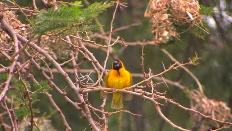 a yellow and black bird perches on a branch flapping his wings then flies away