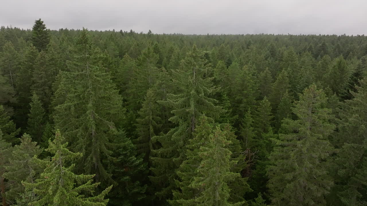 Aerial drone flight over dense forest canopy