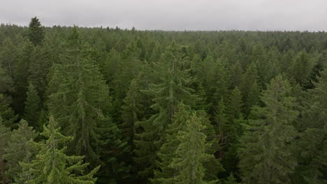 aerial drone flight over dense forest canopy