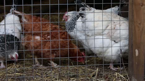 Hühner-In-Einem-Mit-Maschendraht-Bedeckten-Auslauf.-Vereinigtes-Königreich