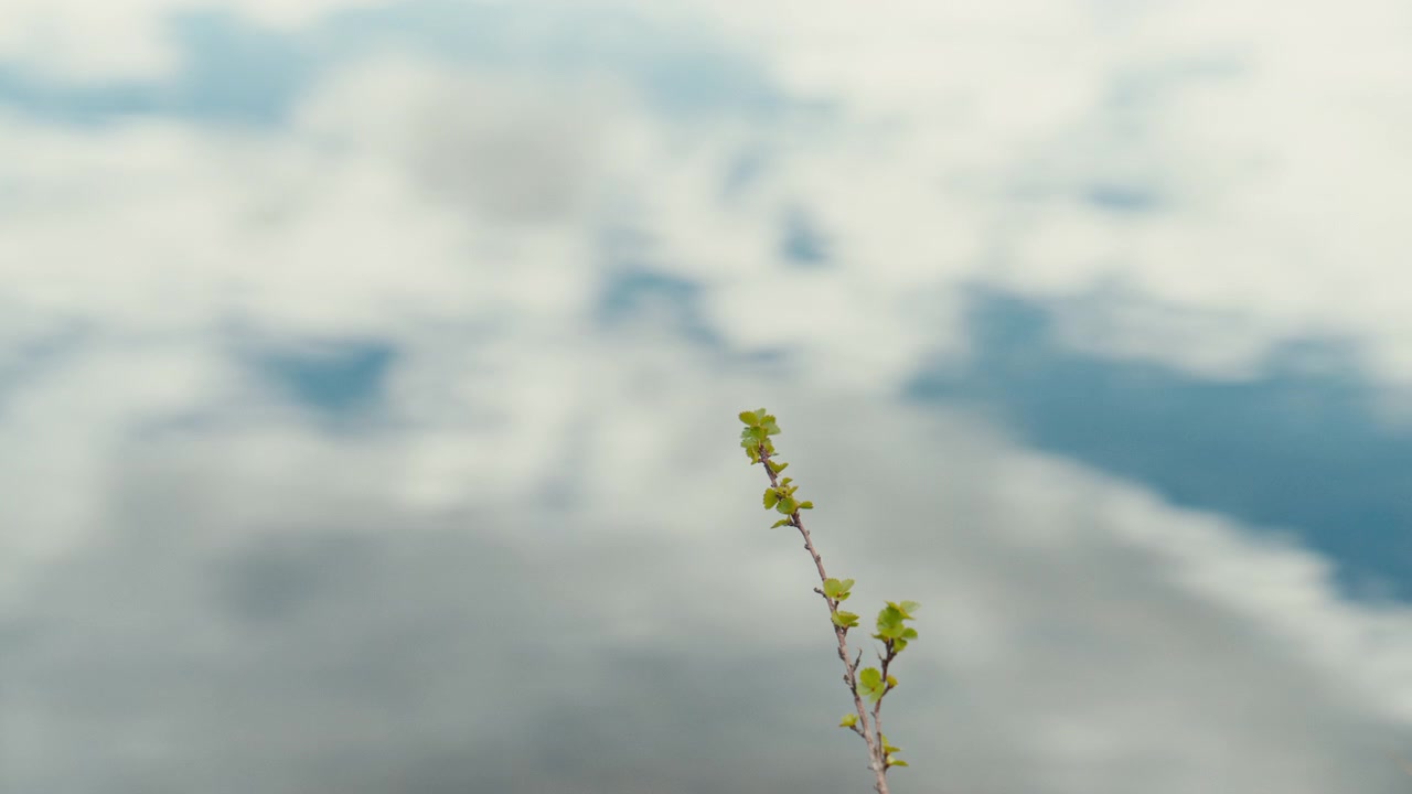 Un delicato ramoscello verde si erge contro un morbido riflesso di nuvole e cielo blu sull'acqua, creando una scena naturale calma con texture astratta, atmosfera ariosa e ampio spazio per il testo.