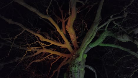 illuminated tree at night