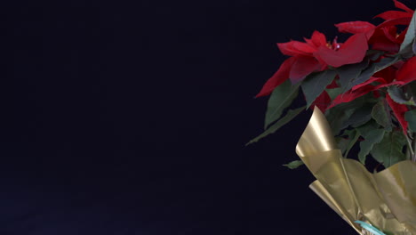 Ponsettia-Blume-Noche-Buena-Schieberegler-Erschossen-Schwarzen-Hintergrund