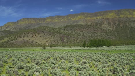 Sagebrush-Trees-On-Scenic-Landscape-Of-Abert-Rim-In-Lake-County,-Oregon