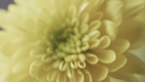 micro vídeo de un primer plano de una flor amarilla con espacio de copia en un fondo gris