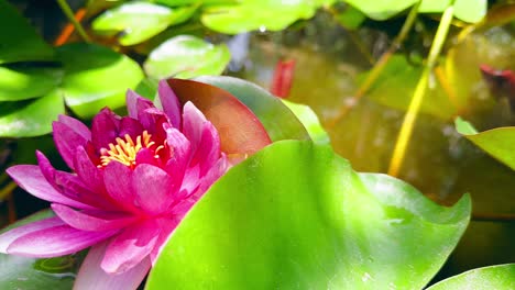 Pequeños-Peces-Koi-Nadando-En-Un-Estanque-Tranquilo-Con-Flores-De-Loto-Rosa