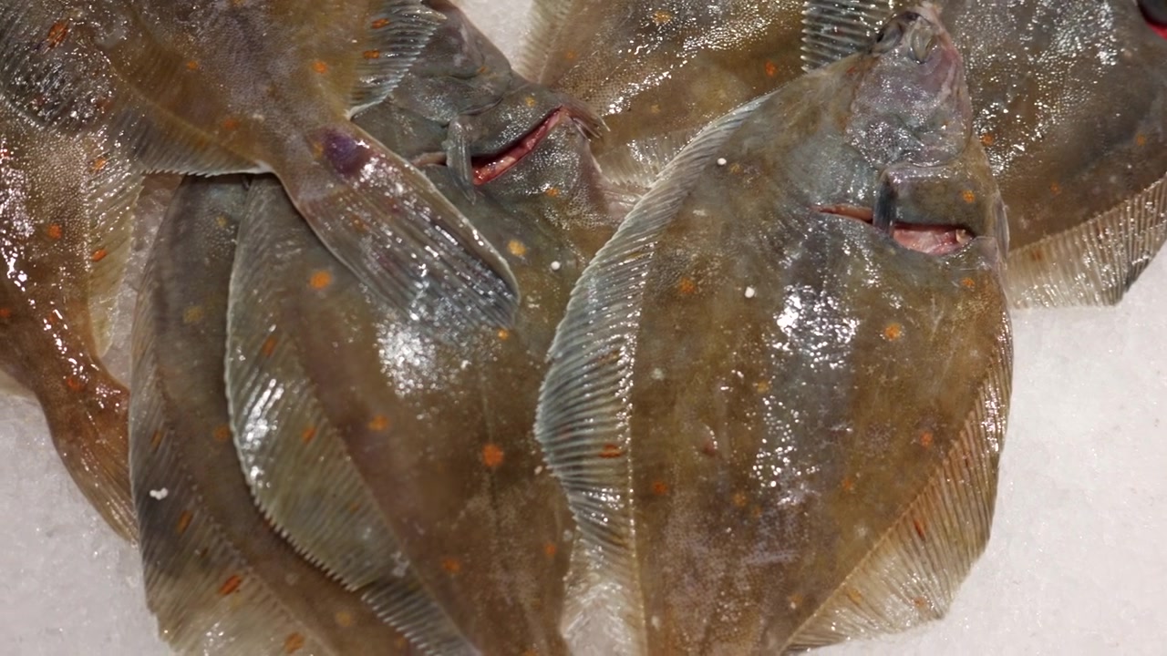 Flatfish including flounder and plaice, lying fresh on a bed of crushed ice, ready for sale at a fish market