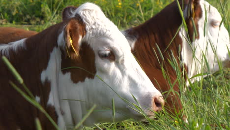 sad cow lying on green meadow and looking to the front, slow motion close up