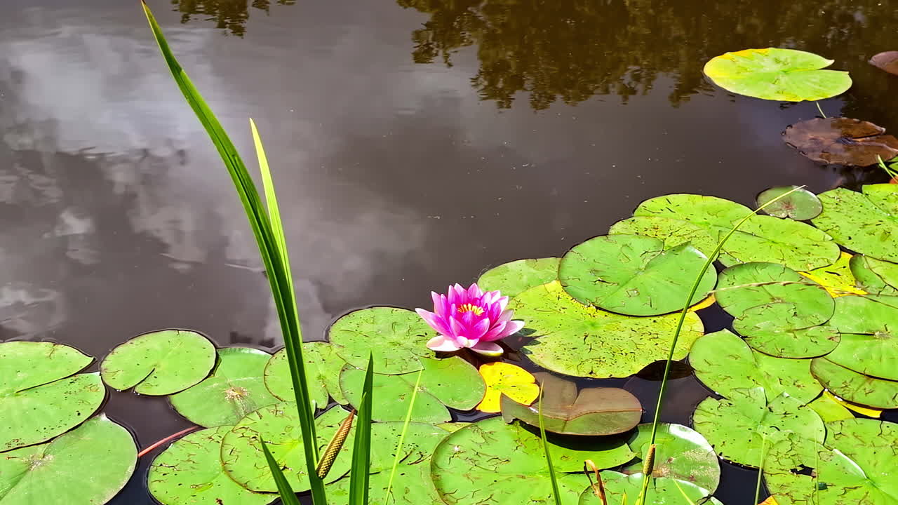 Nenúfar rosa Nymphaea flutuando em um lago, planta aquática com folha verde brilhante e flores exóticas.