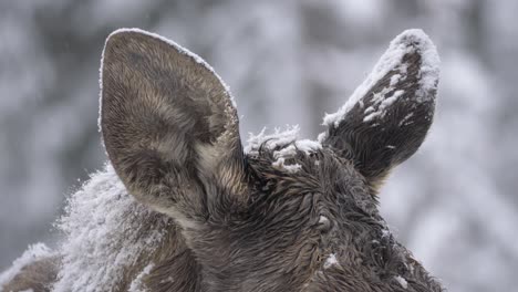 moose ears capped in snow perked up and alert to the dangers around - detail close-up shot