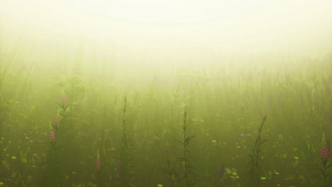 misty meadow filled with wildflowers and tall grass during early morning light