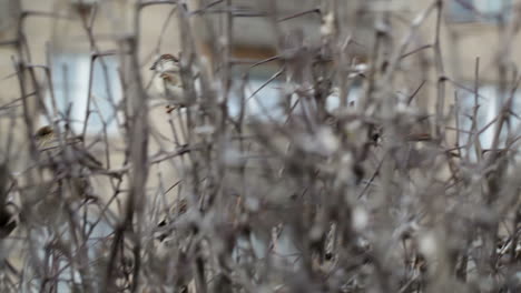 Flock-of-sparrows-sitting-on-bush