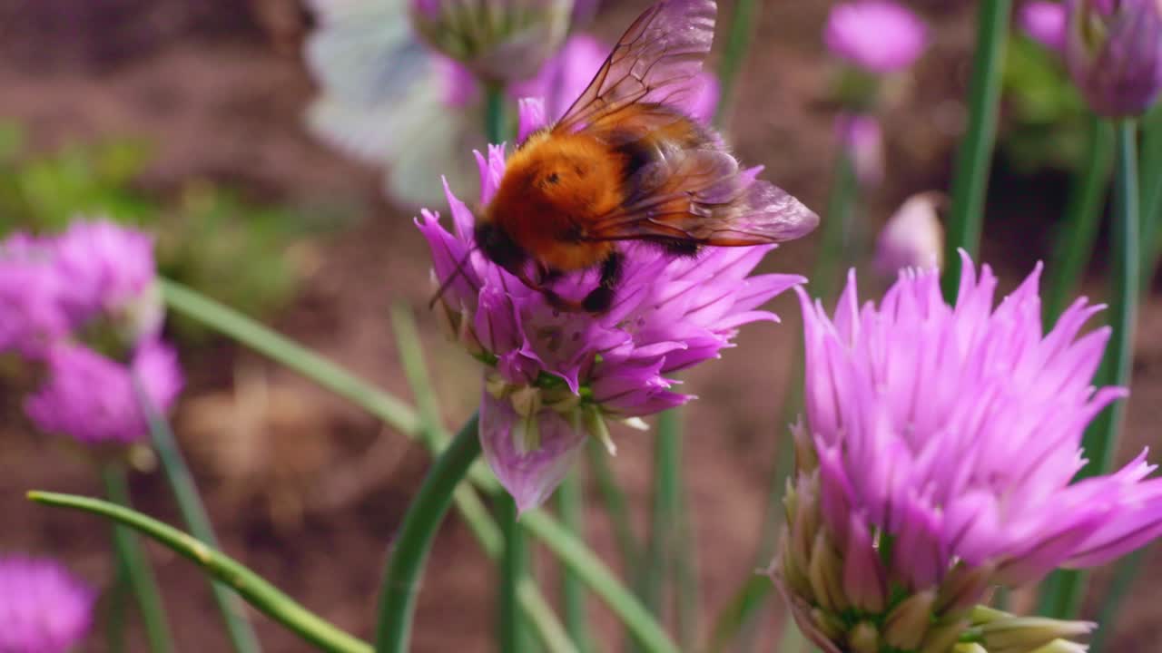 Bumblebee on a Chive Flower