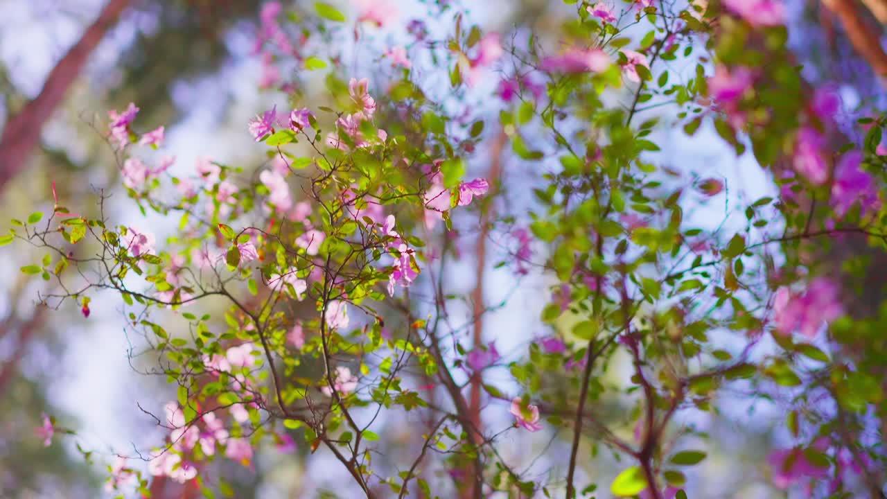 Pink blossoms sway gently in forest sunlight. Soft focus highlights delicate petals and fresh green leaves. Warm tones evoke spring renewal and peaceful nature moments