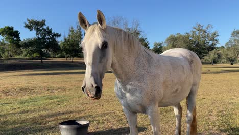 un caballo blanco en un olivar