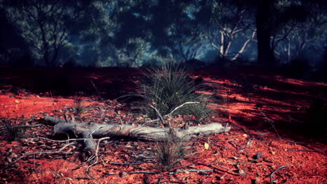 Camino-De-Tierra-A-Través-Del-Bosque-De-Angophora-Y-Eucalipto