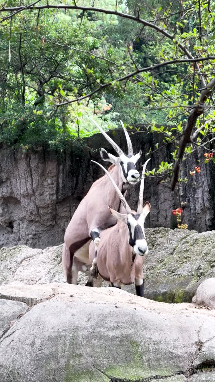 Oryx gazella mating outdoors on rocky terrain under trees