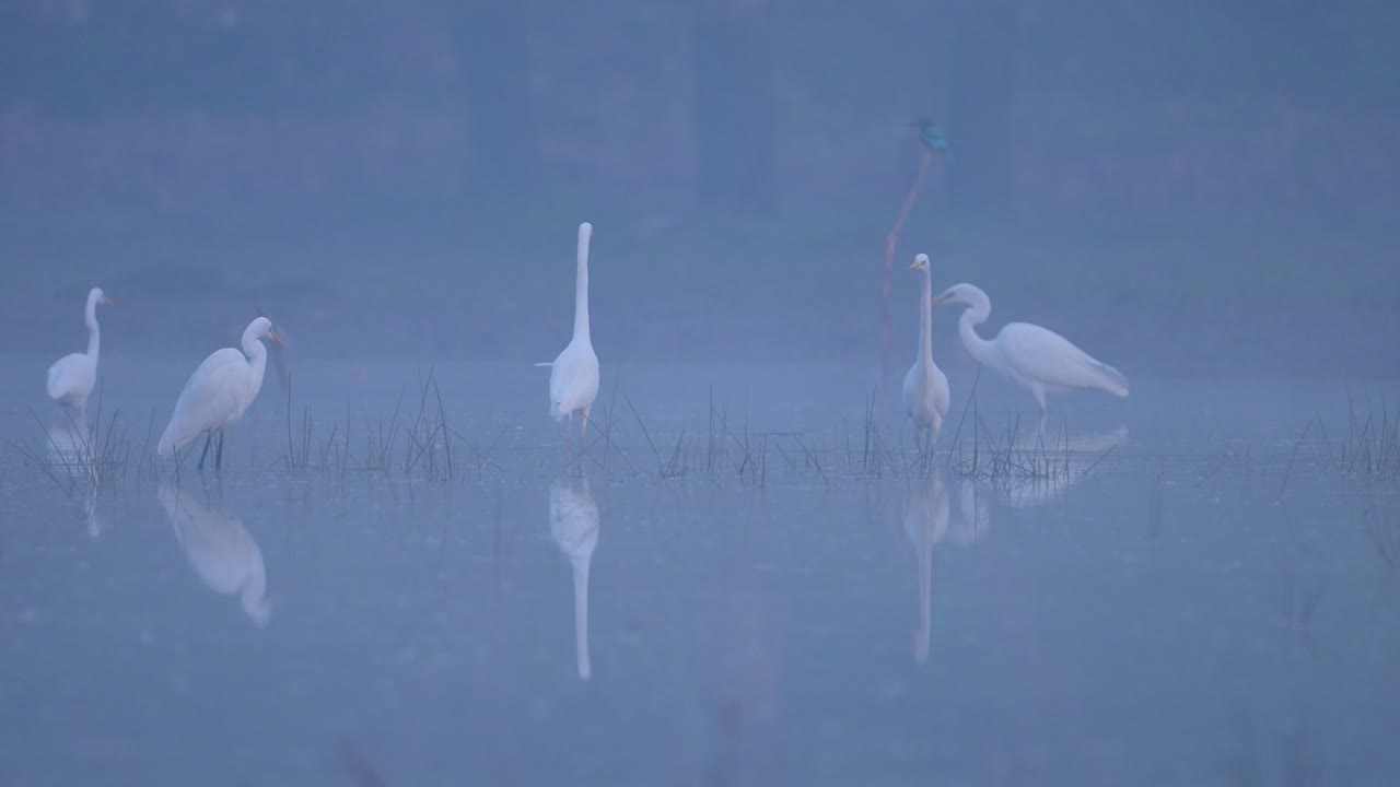 bandada de grandes garzas pescando en los humedales