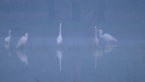 flock of great egrets fishing in wetland