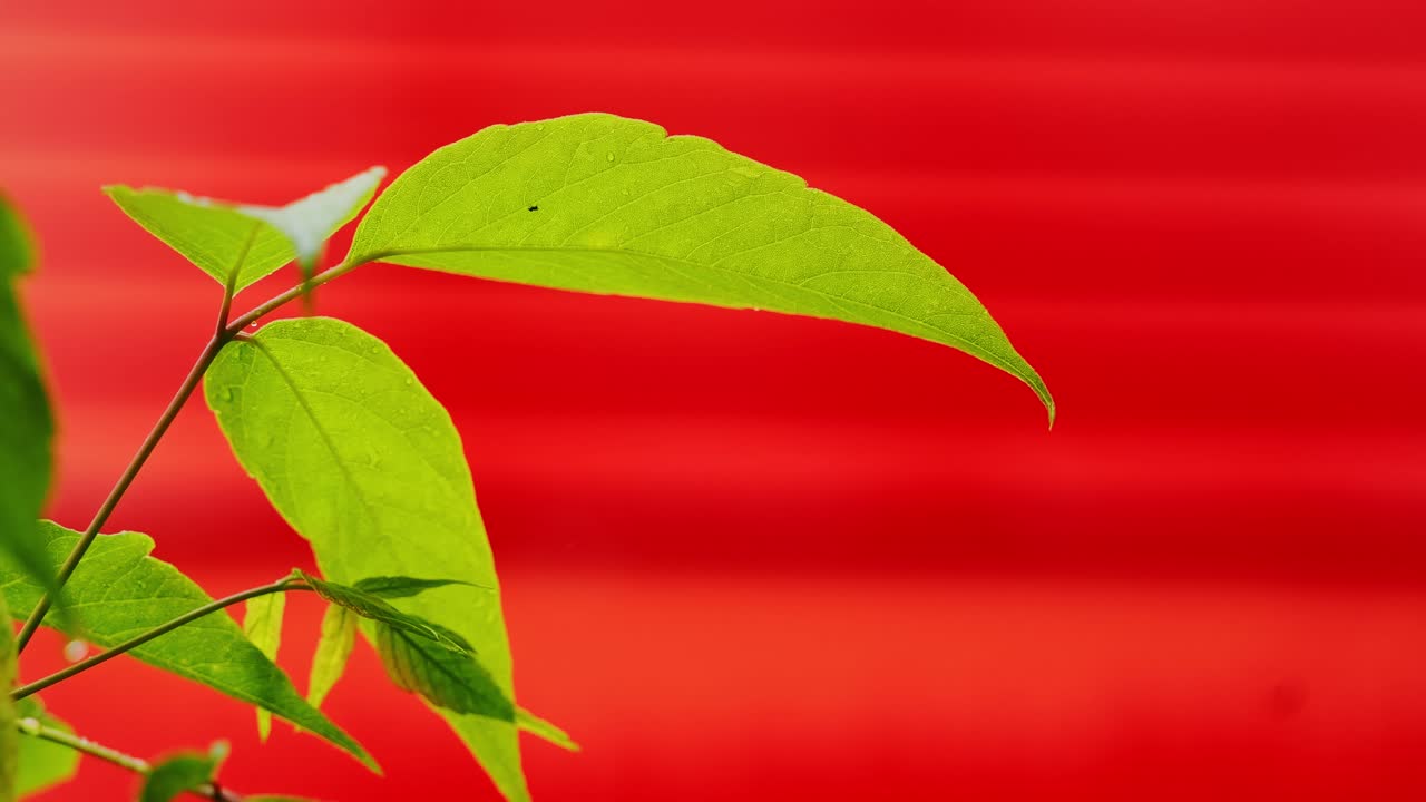 Green leaves move calmly in breeze with drops nearby against red wall in summer