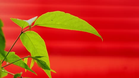 green leaves move calmly in breeze with drops nearby against red wall in summer