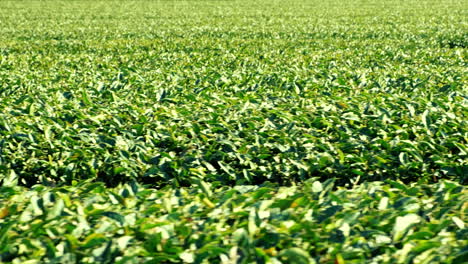 Vista-Cercana-De-La-Plantación-De-Té-En-Japón.