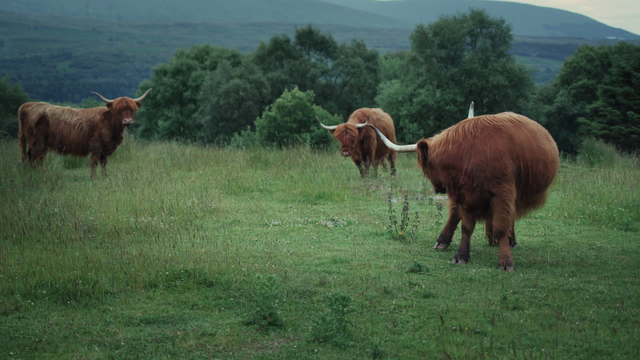 Highland cows grazing together in a green field surrounded by trees and hills. Cow scratching itself in Scotland