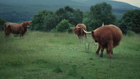 highland cows grazing together in a green field surrounded by trees and hills. cow scratching itself in scotland
