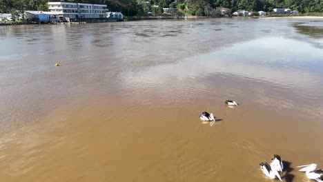 Aerial view of Australian pelicans gliding together on a calm brown river in bright daylight