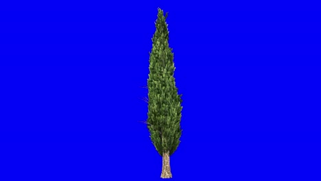 3D-italian-cypress-tree-with-wind-effect-on-blue-screen-3D-animation