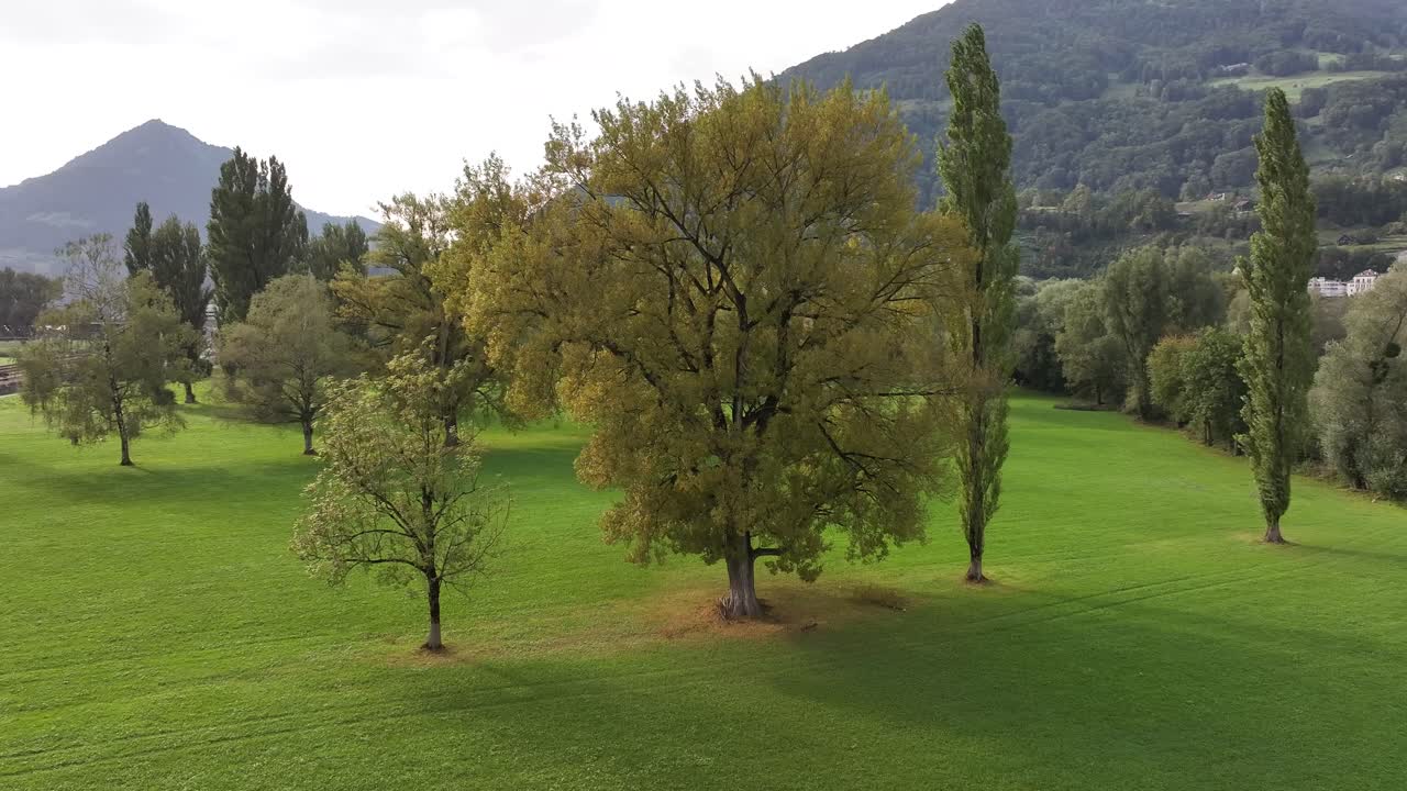 single large tree stands in a green field with mountains in the background, Walensee, Amden, Switzerland