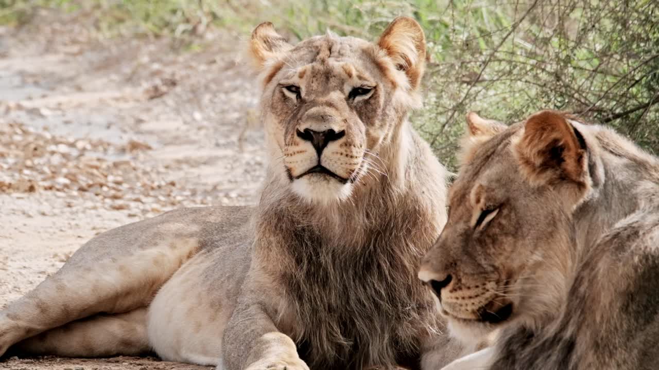 An inquisitive lion looks up at birds in a tree above it