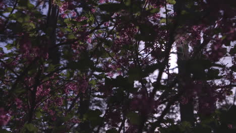 sunlight shining through pink flower blossoms on camano island, washington during spring
