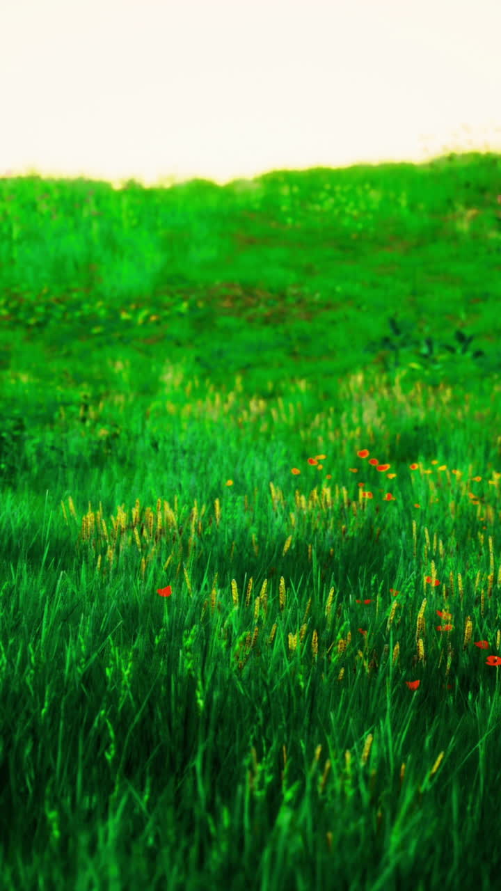 Lush greenery and vibrant wildflowers bloom under the morning sun in the meadow