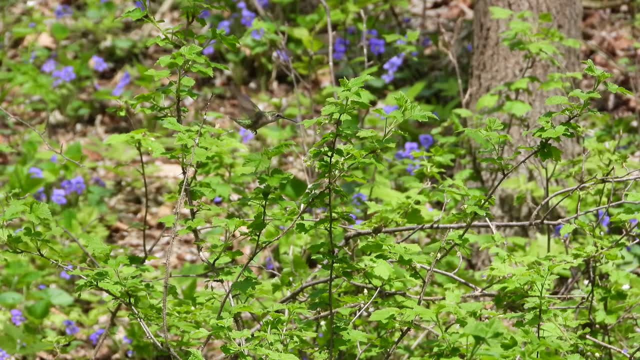 colibrí iridiscente verde volando de planta en planta para encontrar néctar