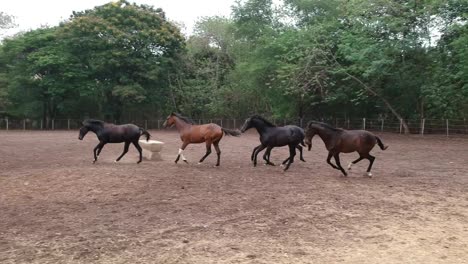 caballos | carreras de caballos | caballos de carrera | criadero de sementales en la india