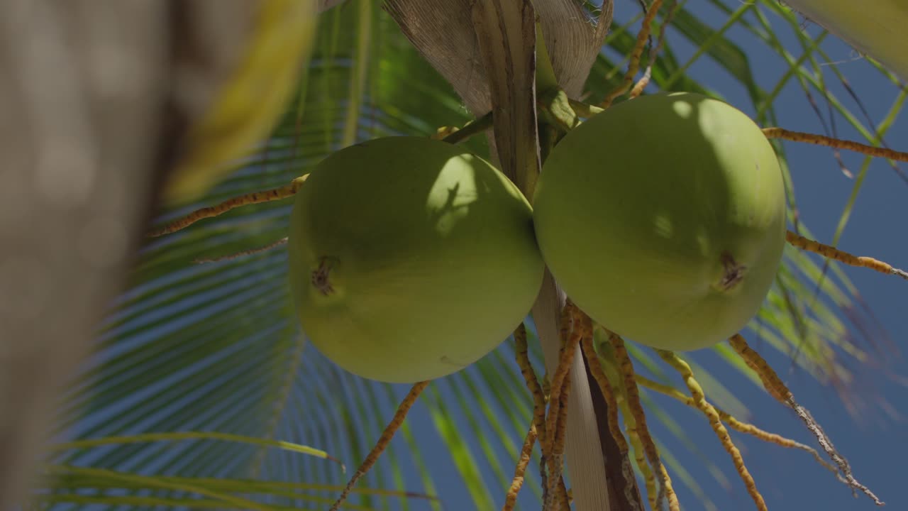 Low-angle shot of a pair of coconuts on a palm tree with green fronds. Bright tropical scene under the sun, showing natural fruit growth on the coast