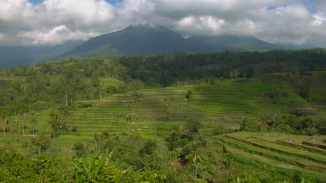 Una-Granja-De-Arroz-En-Terrazas-Cultiva-Campos-Verdes-2