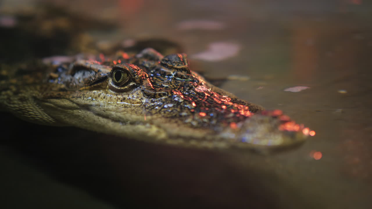 la cabeza del cocodrilo siamés asoma fuera del agua video 4k
