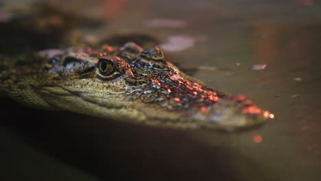 la cabeza del cocodrilo siamés asoma fuera del agua video 4k
