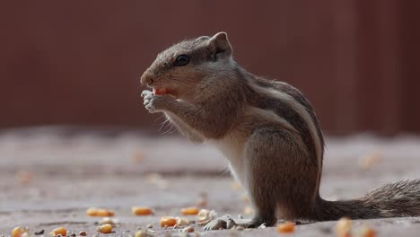 la ardilla de palma india o la ardilla de palma de tres rayas (funambulus palmarum) es una especie de roedor de la familia sciuridae que se encuentra naturalmente en la india (sur de las vindhyas) y sri lanka.
