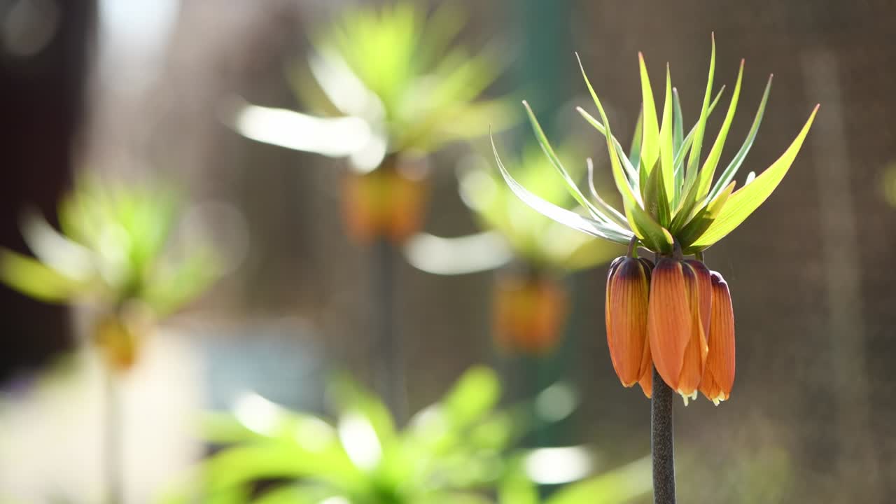 fritillaria imperialis는 봄과 여름에 꽃을 피우는 식물입니다. 오렌지 꽃은 바람에 흔들립니다. 으로 보십시오.