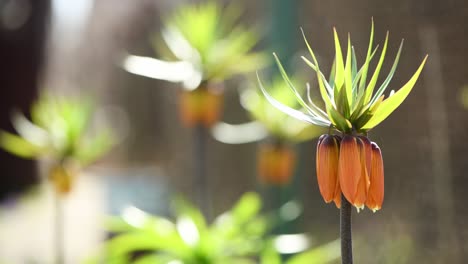 fritillaria imperialis a spring summer flowering plant. orange flowers sway in the wind. side view.