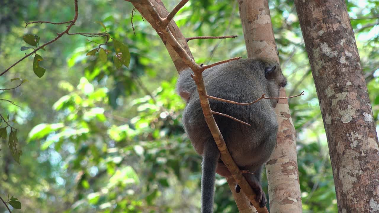 mono macaco se sentó en un árbol en la jungla antes de bajar al suelo del bosque