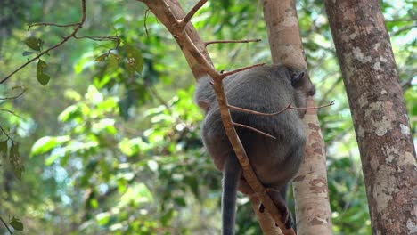 El-Mono-Macaco-Se-Sentó-En-Un-árbol-En-La-Jungla-Antes-De-Bajar-Al-Suelo-Del-Bosque