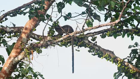 on a tree, in the middle of the frame, the three-striped palm civet, arctogalidia trivirgata is slightly hidden behind a branch, while eating some ripe fruits, with its tail dangling