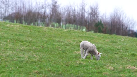 corderito comiendo hierba en una colina de pradera verde