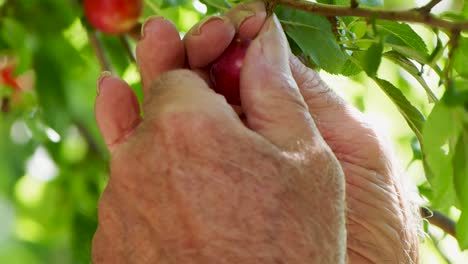 hand picking ripe small plums on branches close up with nice lighting