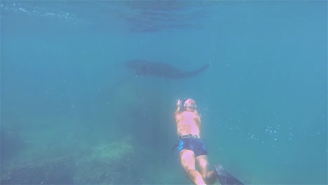 a diver swims alongside a huge manta ray underwater