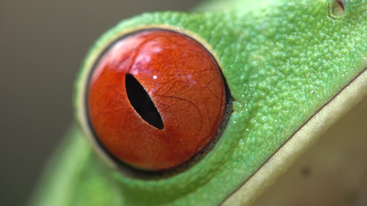 un primerísimo plano del ojo de una rana arborícola de ojos rojos parpadeando
